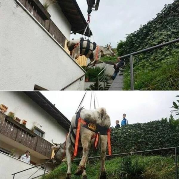 Oprt za evakuacijo živali WAKA