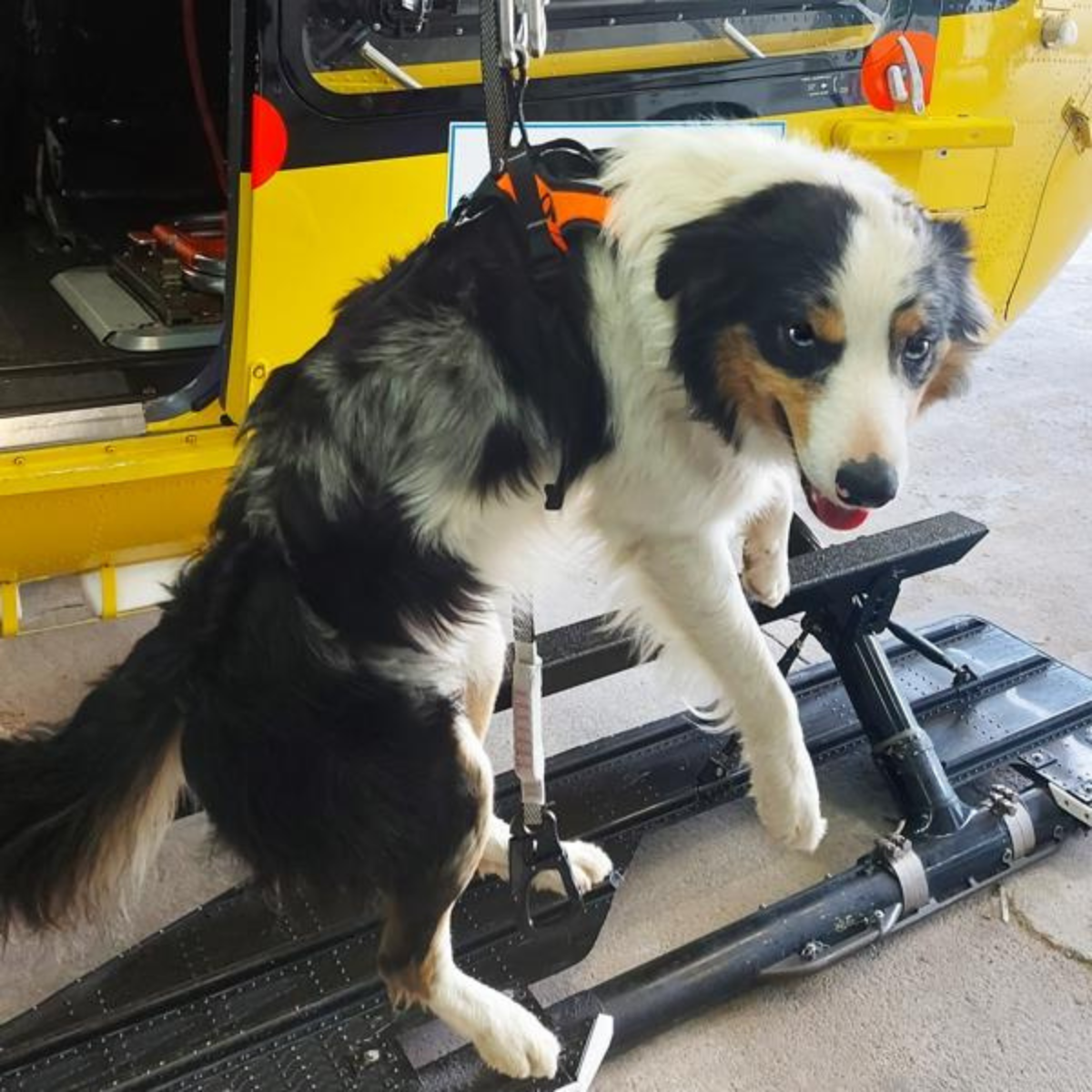 Oprsnica za psa HARIA